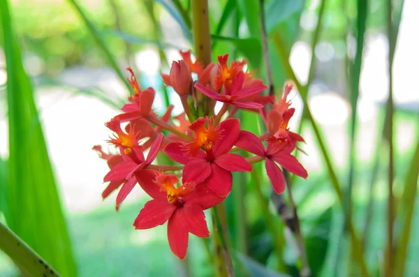 Flor de orquídea roja — Foto de Stock