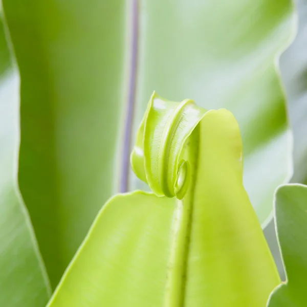 绿色植物叶 — 图库照片