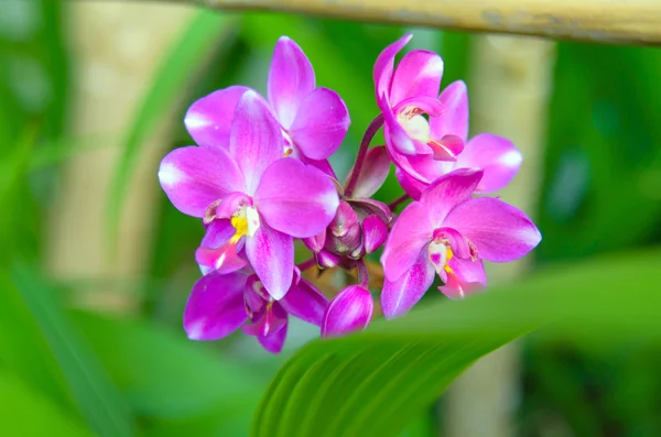 Flor de orquídea terrestre — Foto de Stock