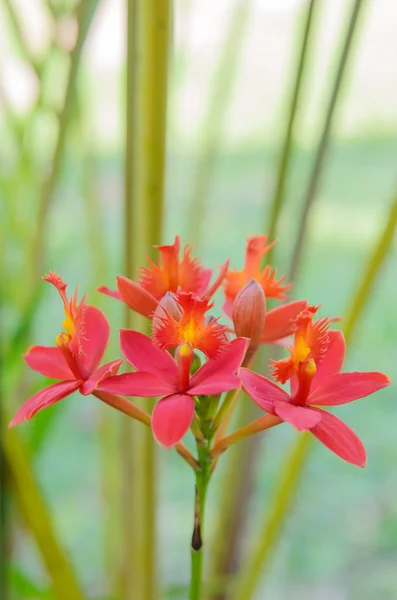 Kırmızı zemin orkide çiçek — Stok fotoğraf
