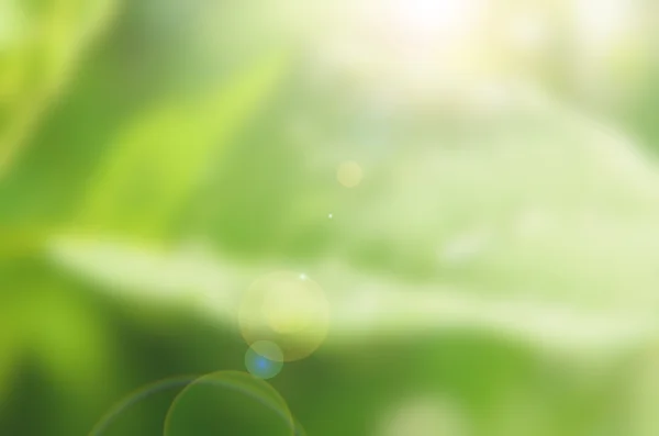 Капля дождя на зеленых листьях — стоковое фото