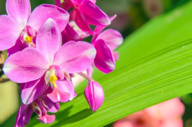 Zemin orkide çiçek