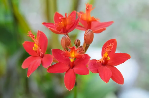 赤い地上蘭の花 — ストック写真