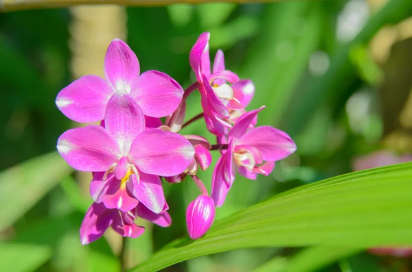 Flor de orquídea terrestre — Foto de Stock