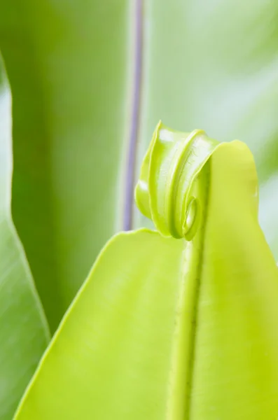 Green plant leaves — Stock Photo, Image