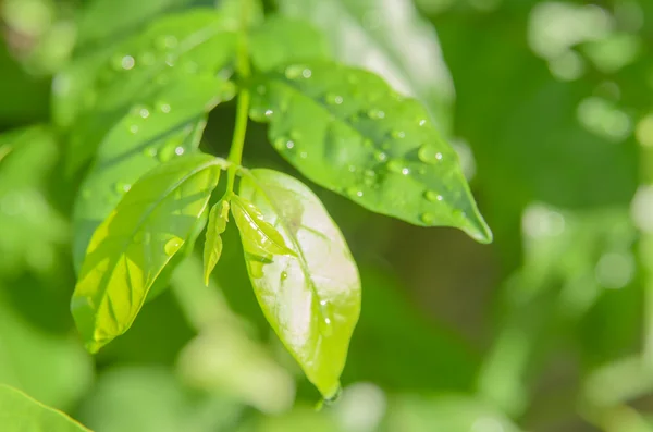 緑の葉に雨ドロップ — ストック写真