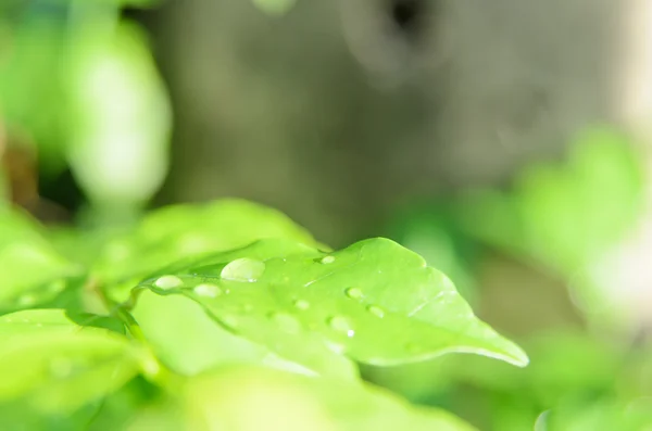 Капля дождя на зеленых листьях — стоковое фото