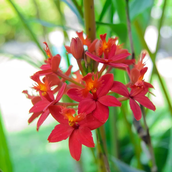 Czerwony ziemi orchidea kwiat — Zdjęcie stockowe