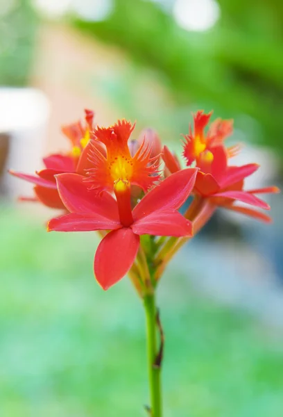 赤い地上蘭の花 — ストック写真