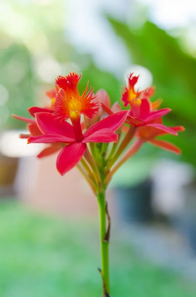 Flor de orquídea vermelha — Fotografia de Stock