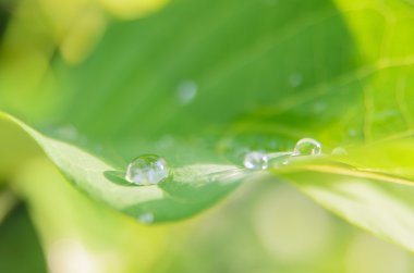 goccia di pioggia su foglie verdi