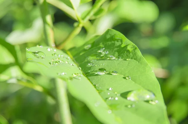 緑の葉に雨ドロップ — ストック写真