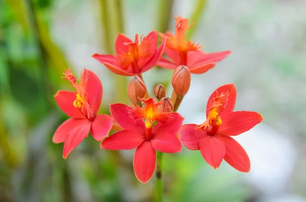 Flor de orquídea roja — Foto de Stock