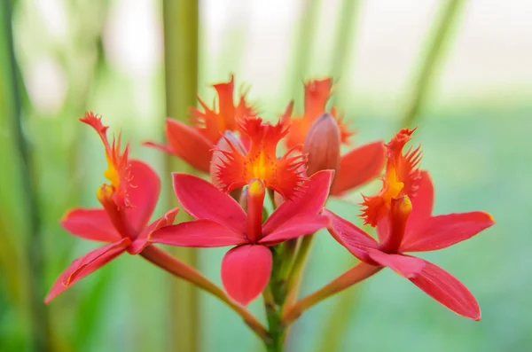 赤い地上蘭の花 — ストック写真