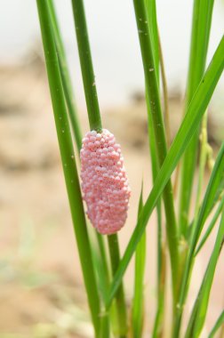 Salyangoz yumurta pirinç ağaç üzerinde