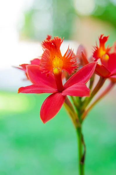 Röd ground orkidé blomma — Stockfoto