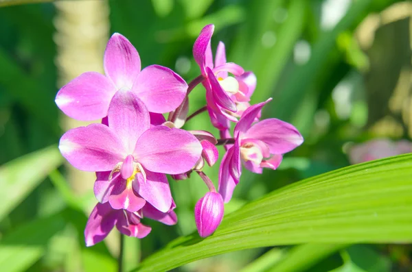 Flor de orquídea terrestre — Foto de Stock