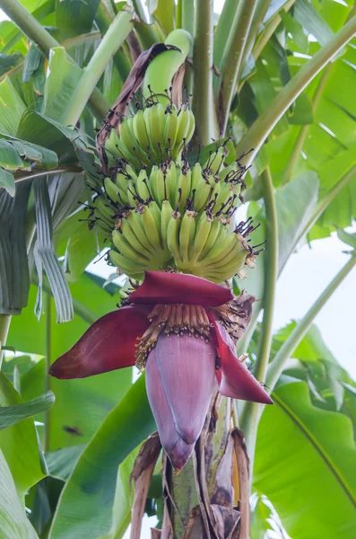 Flor de plátano —  Fotos de Stock