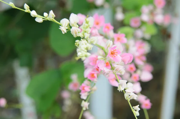 Розовая конфедеративная виноградная лоза цветет в саду — стоковое фото