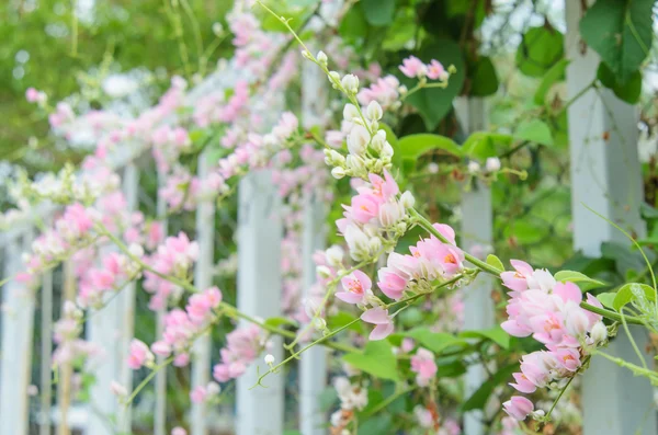 Rosa konfedererade vinrankan blommar i trädgården — Stockfoto