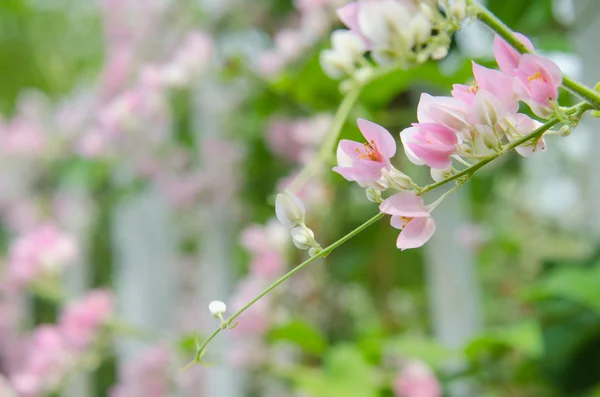 Розовая конфедеративная виноградная лоза цветет в саду — стоковое фото