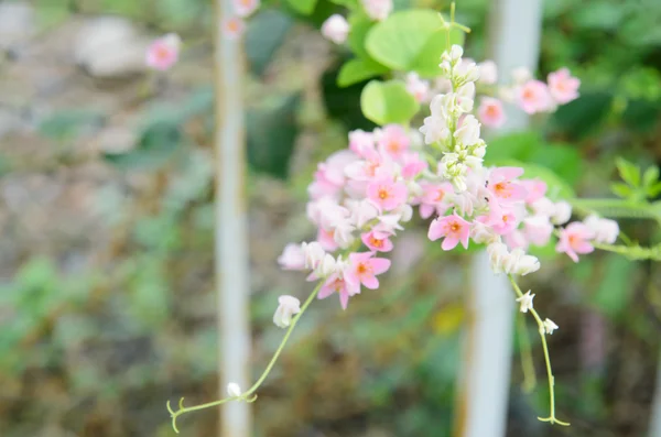 Rosa konfedererade vinrankan blommar i trädgården — Stockfoto