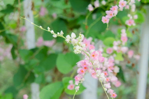 Vinha confederada rosa florescendo no jardim — Fotografia de Stock