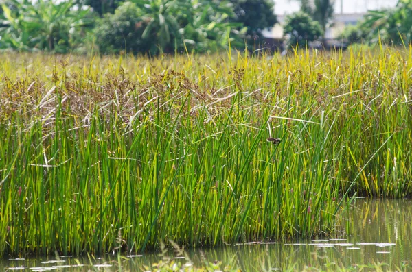 Bataklık alanında Reed — Stok fotoğraf