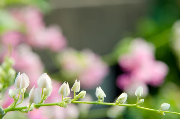 Rosa konfedererade vinrankan blommar i trädgården — Stockfoto