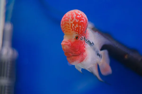 Flowerhorn fish — Stock Photo, Image