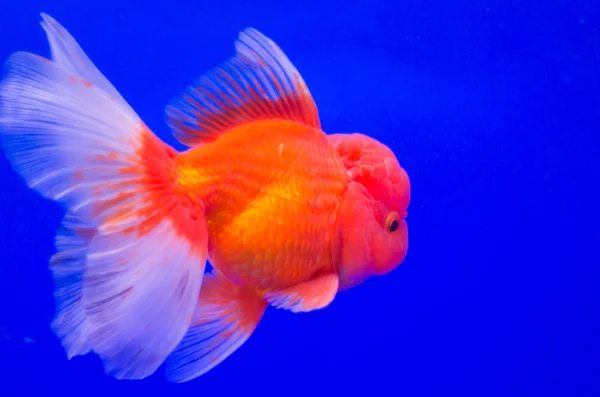 Pesci rossi in acquario — Foto Stock