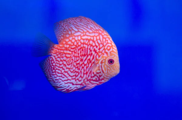 Cichlid ryba — Stock fotografie