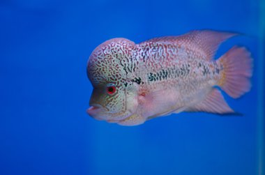 Flowerhorn fish clipart