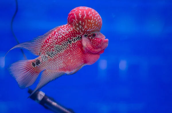 Flowerhorn fisk — Stockfoto