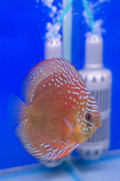 Cichlid fish — Stock Photo, Image