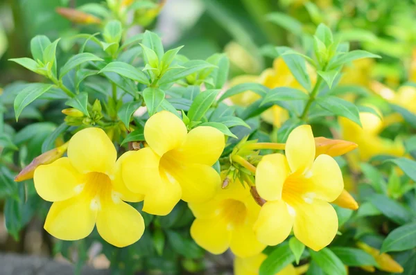 Allamanda cathartica