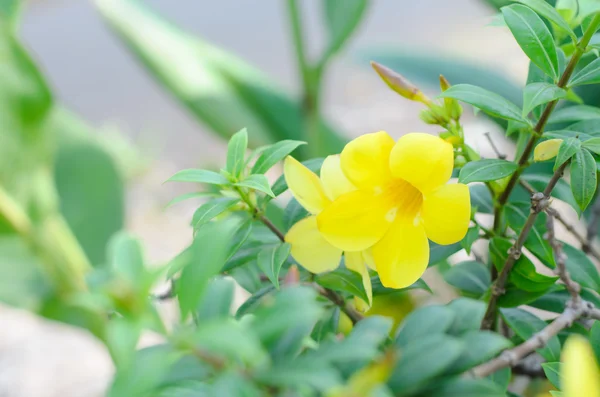 Allamanda cathartica — Stockfoto