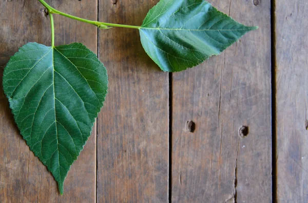 Green leaf on wooden background — Stock Photo, Image