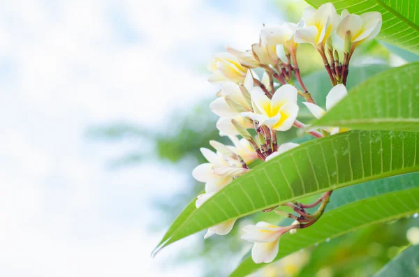 Frangipani, Plumeria kwitnący — Zdjęcie stockowe