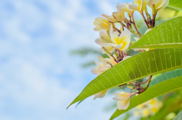 Frangipani weiße Blume blüht — Stockfoto