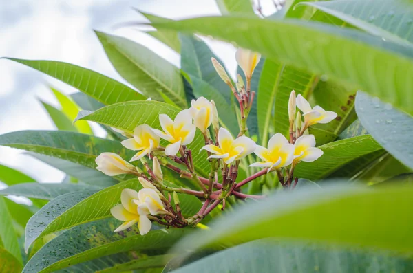 Frangipani, Plumeria blooming, Templetree. — Stock Photo, Image