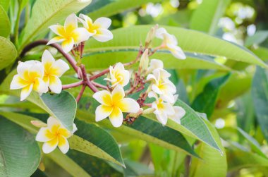 Frangipani, çiçek açan, Plumeria Templetree. 