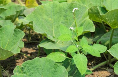 yeşil bitki yaprağı