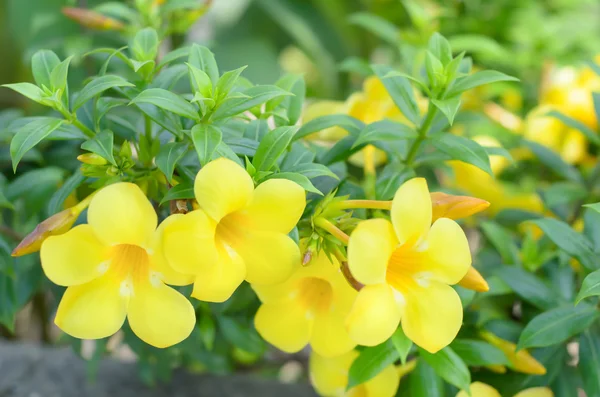 Allamanda cathartica — Stock Photo, Image