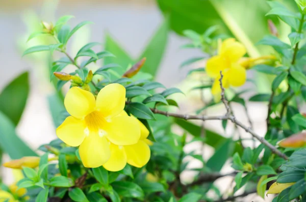 Allamanda cathartica — Stock Photo, Image