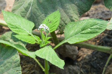 yeşil bitki yaprağı