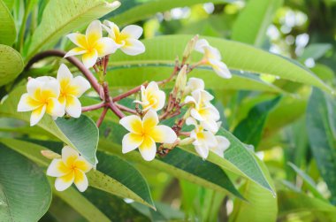 Frangipani, çiçek açan, Plumeria Templetree. 