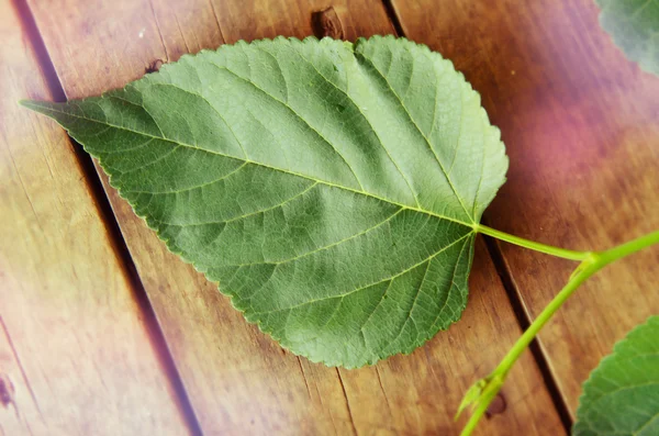 Green leaf on wooden background — Stock Photo, Image