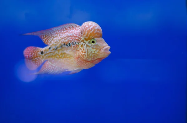 Flowerhorn Cichlid fish — Stock Photo, Image