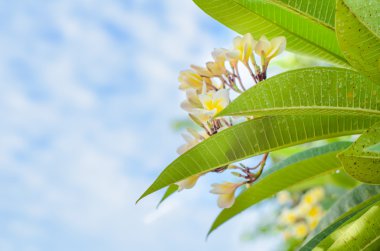 Frangipani beyaz çiçek çiçeklenme